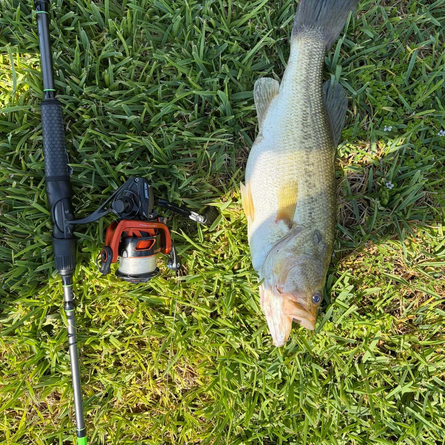 Largemouth bass caught on Fishbrain