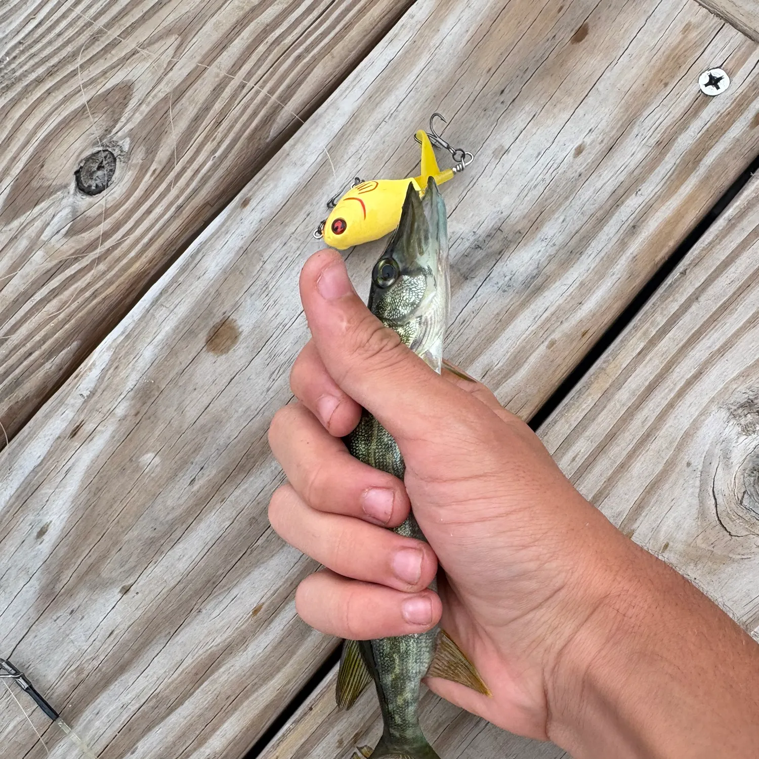 Chain pickerel caught on Fishbrain