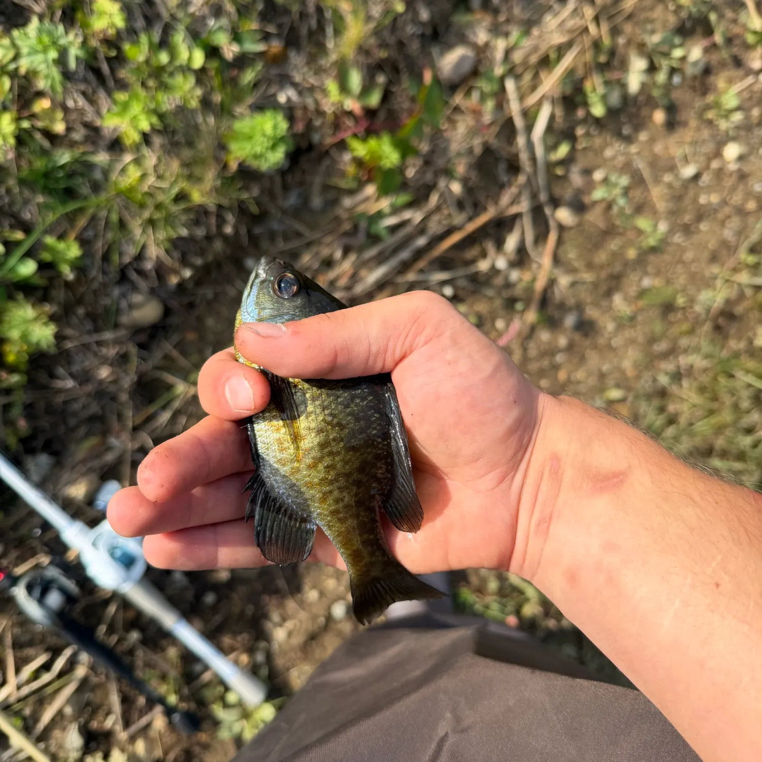 Fish caught on Fishbrain