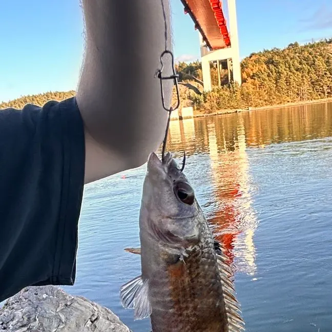 The most recent Goldsinny-wrasse catches on Fishbrain