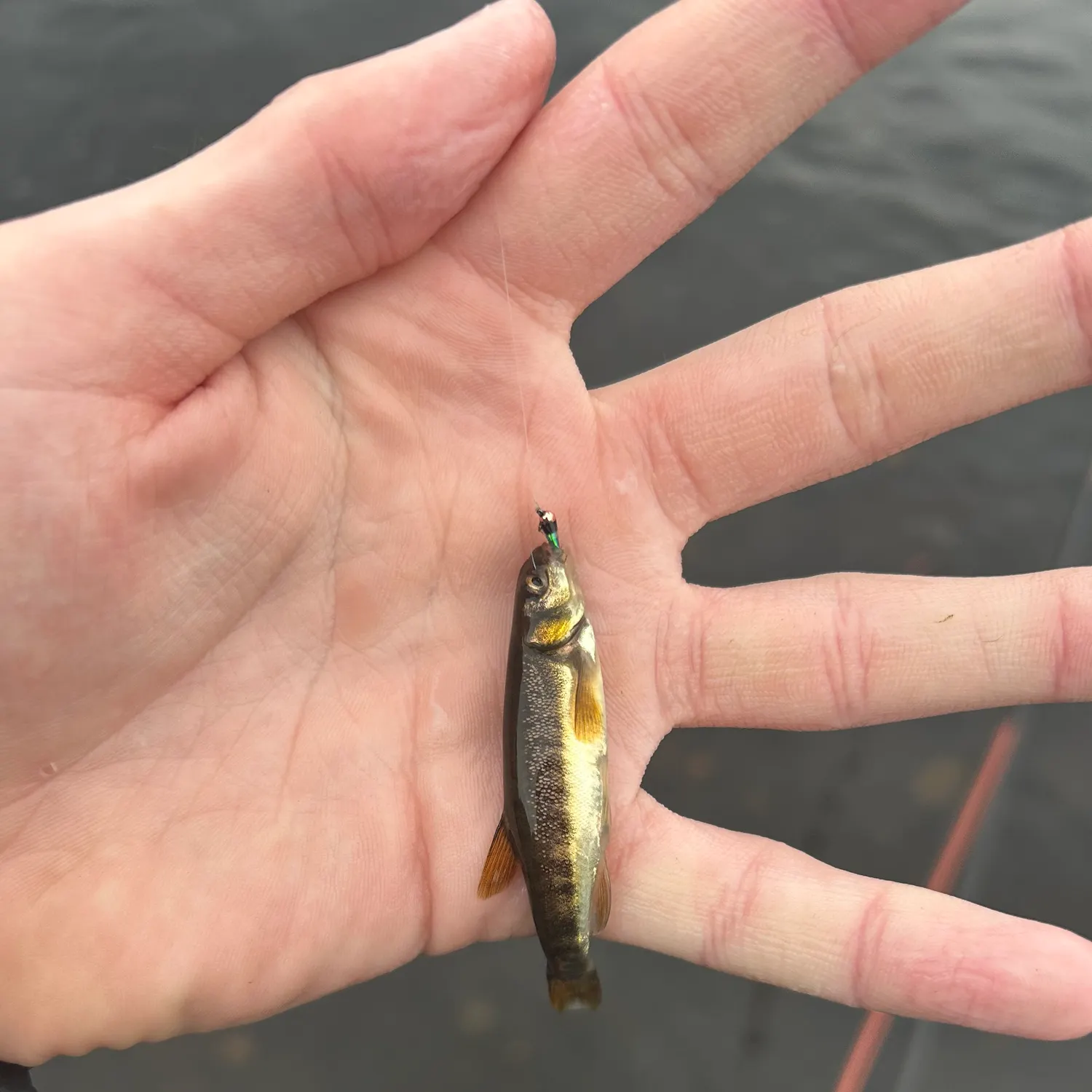 Eurasian minnow caught on Fishbrain