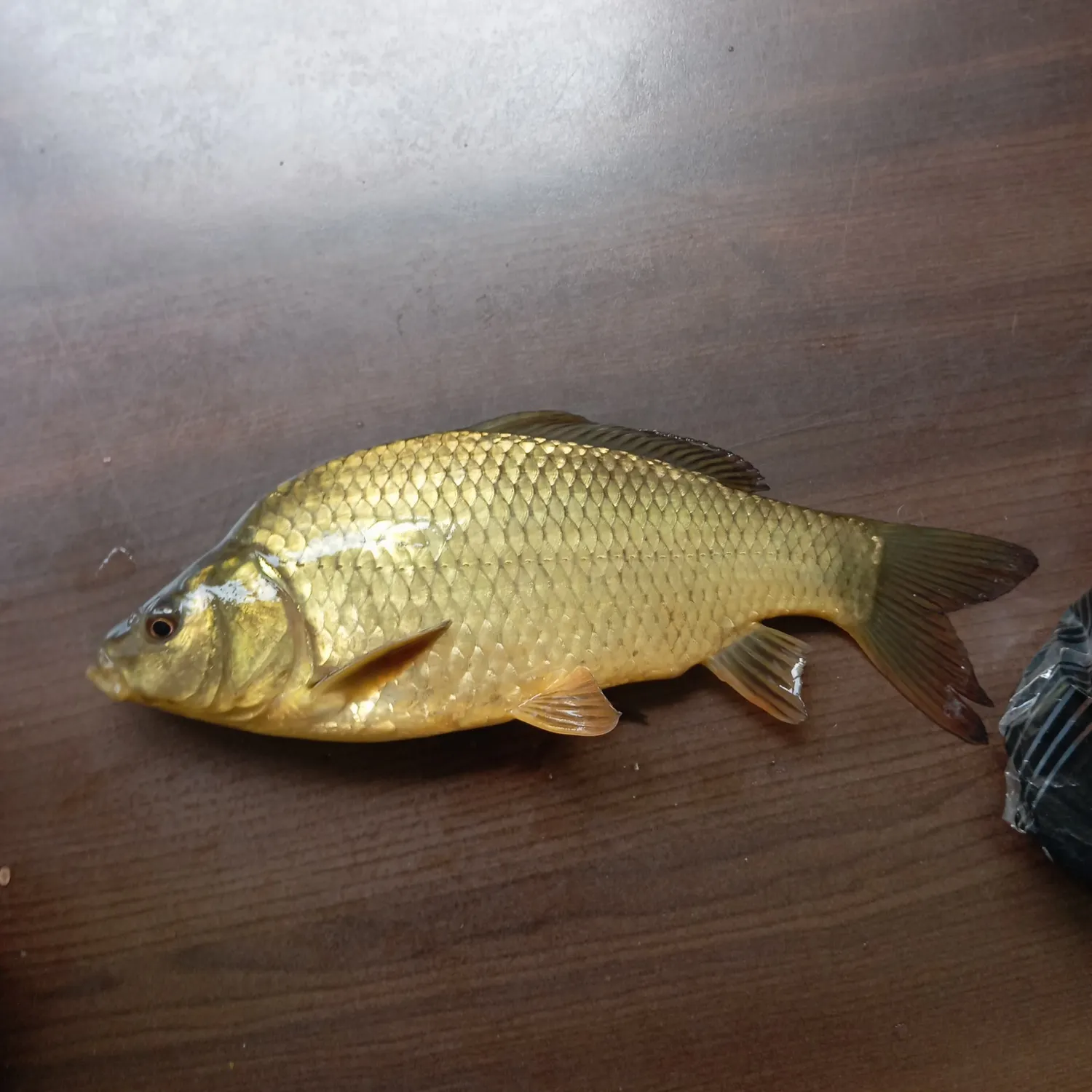 The most recent Crucian carp catches on Fishbrain