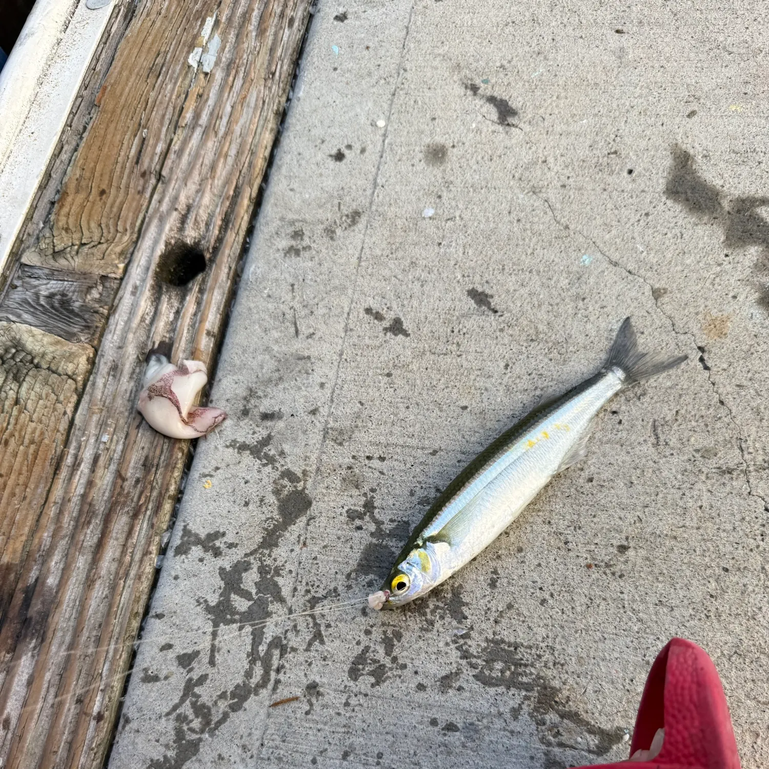 The most recent Topsmelt silverside catches on Fishbrain