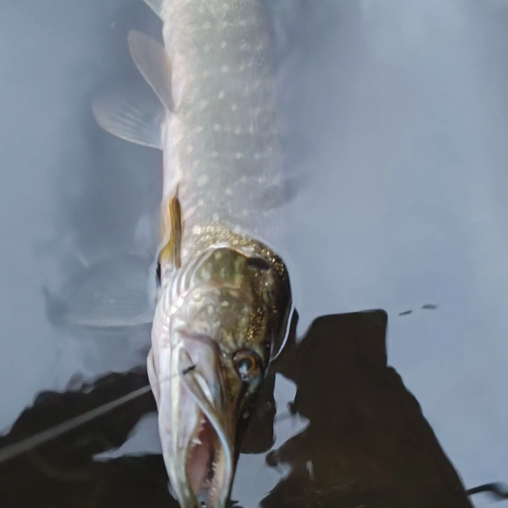 Northern pike caught on Fishbrain