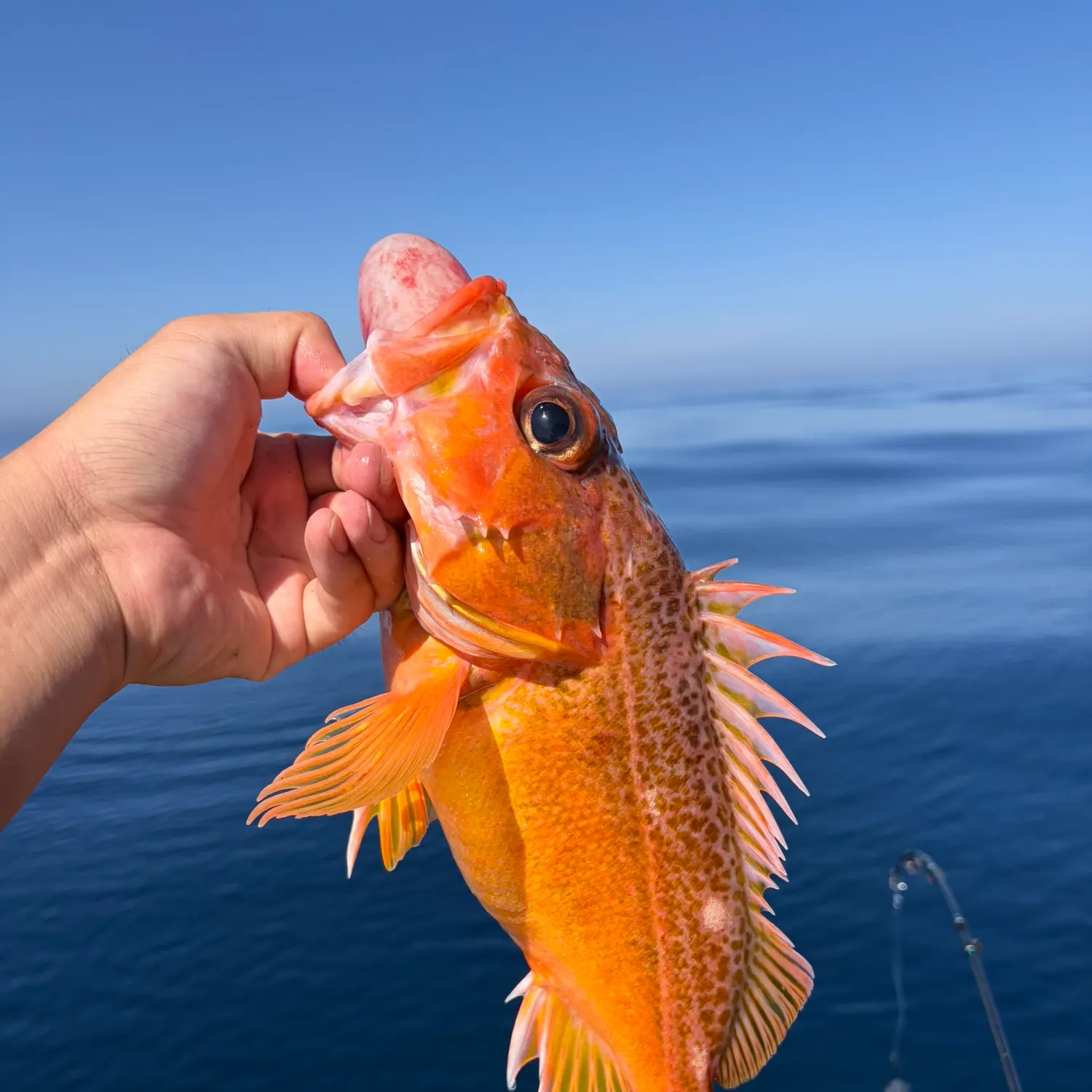 The most recent Honeycomb rockfish catches on Fishbrain