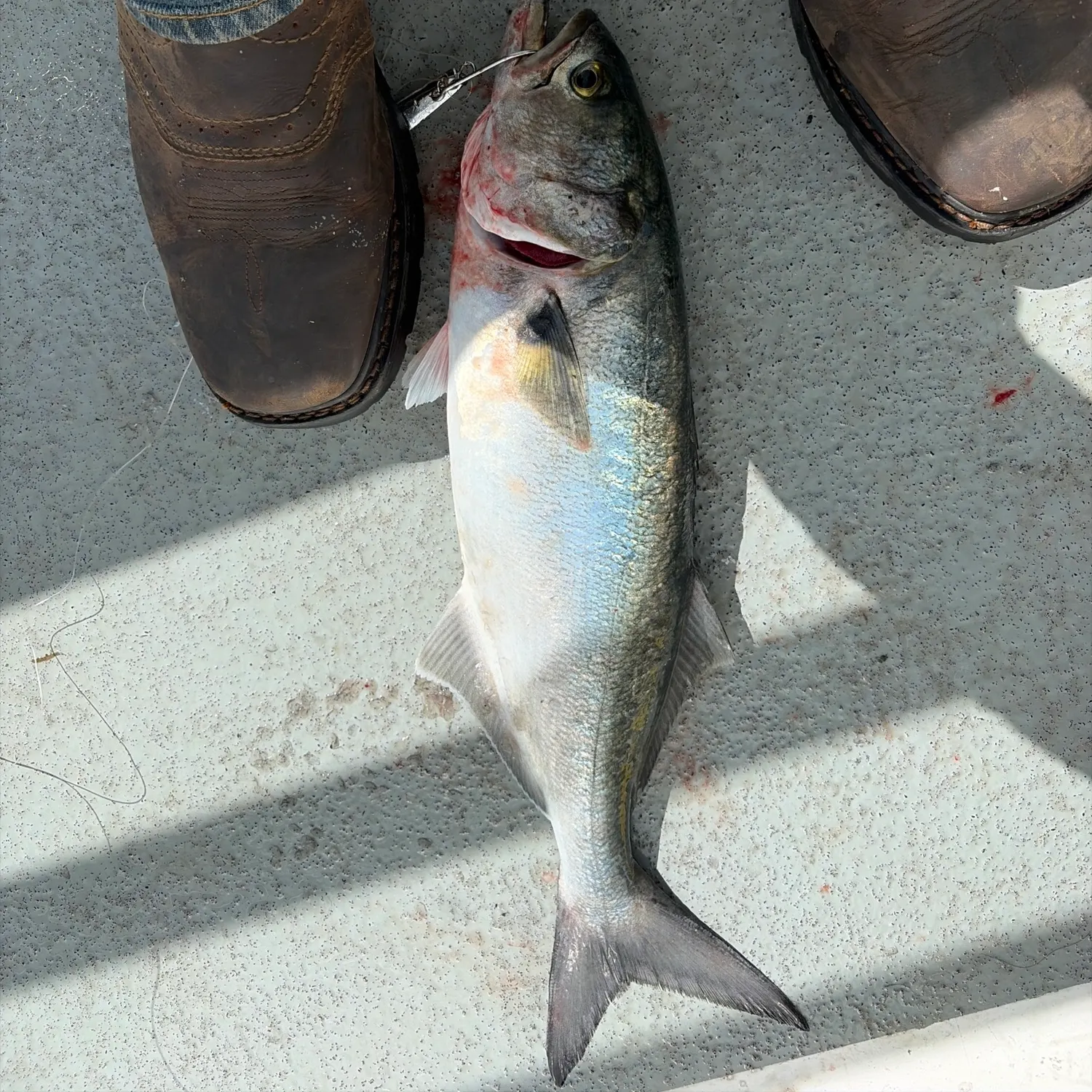 Bluefish caught on Fishbrain