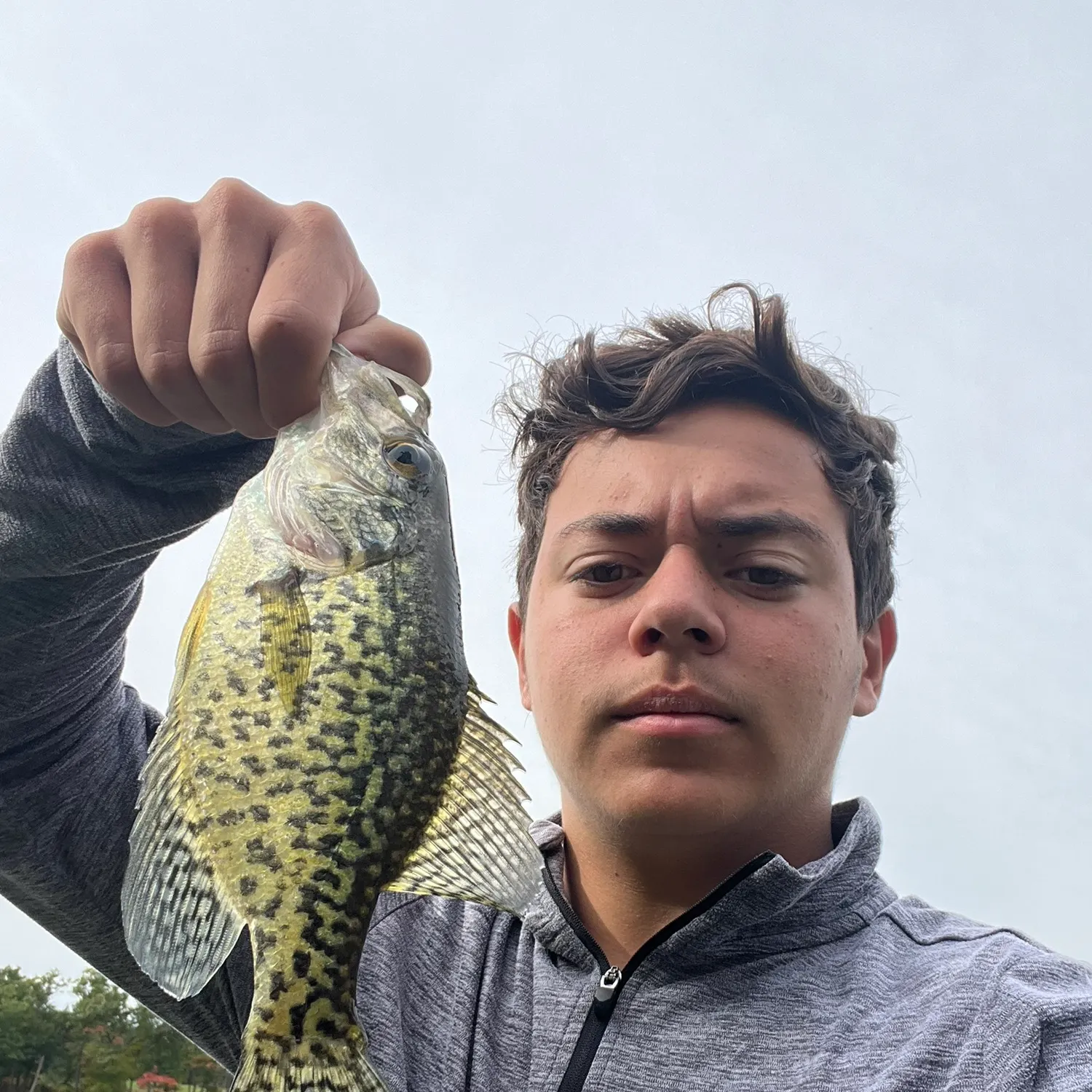 Black crappie caught on Fishbrain
