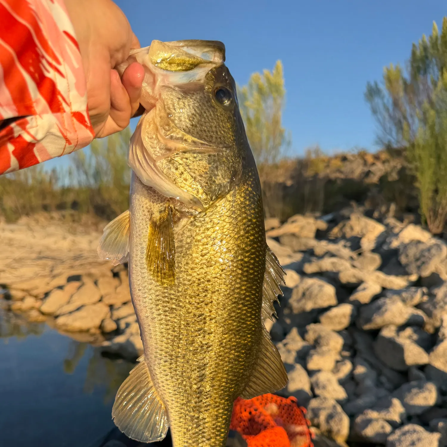 Largemouth bass caught on Fishbrain