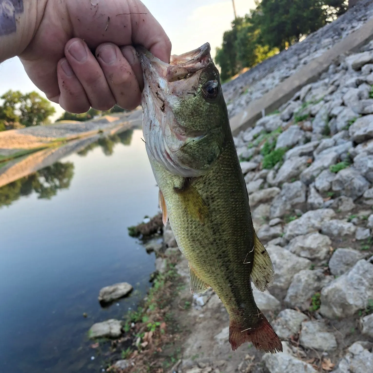 Largemouth bass caught on Fishbrain