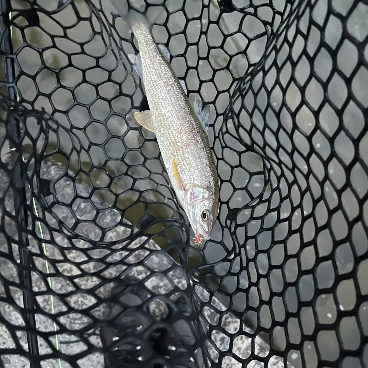 Mountain whitefish caught on Fishbrain