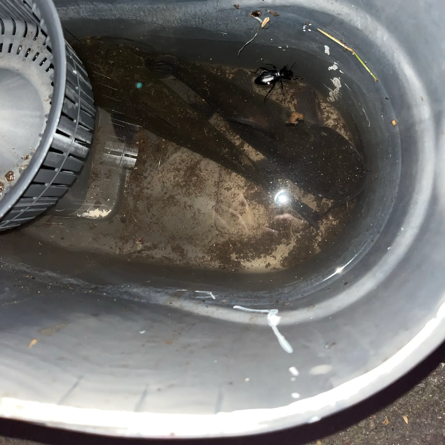 Channel catfish caught on Fishbrain