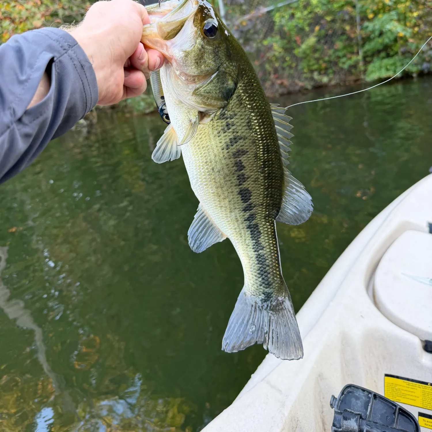 Largemouth bass caught on Fishbrain