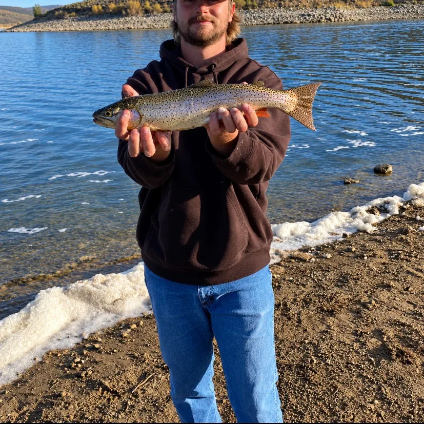 Cutthroat trout caught on Fishbrain