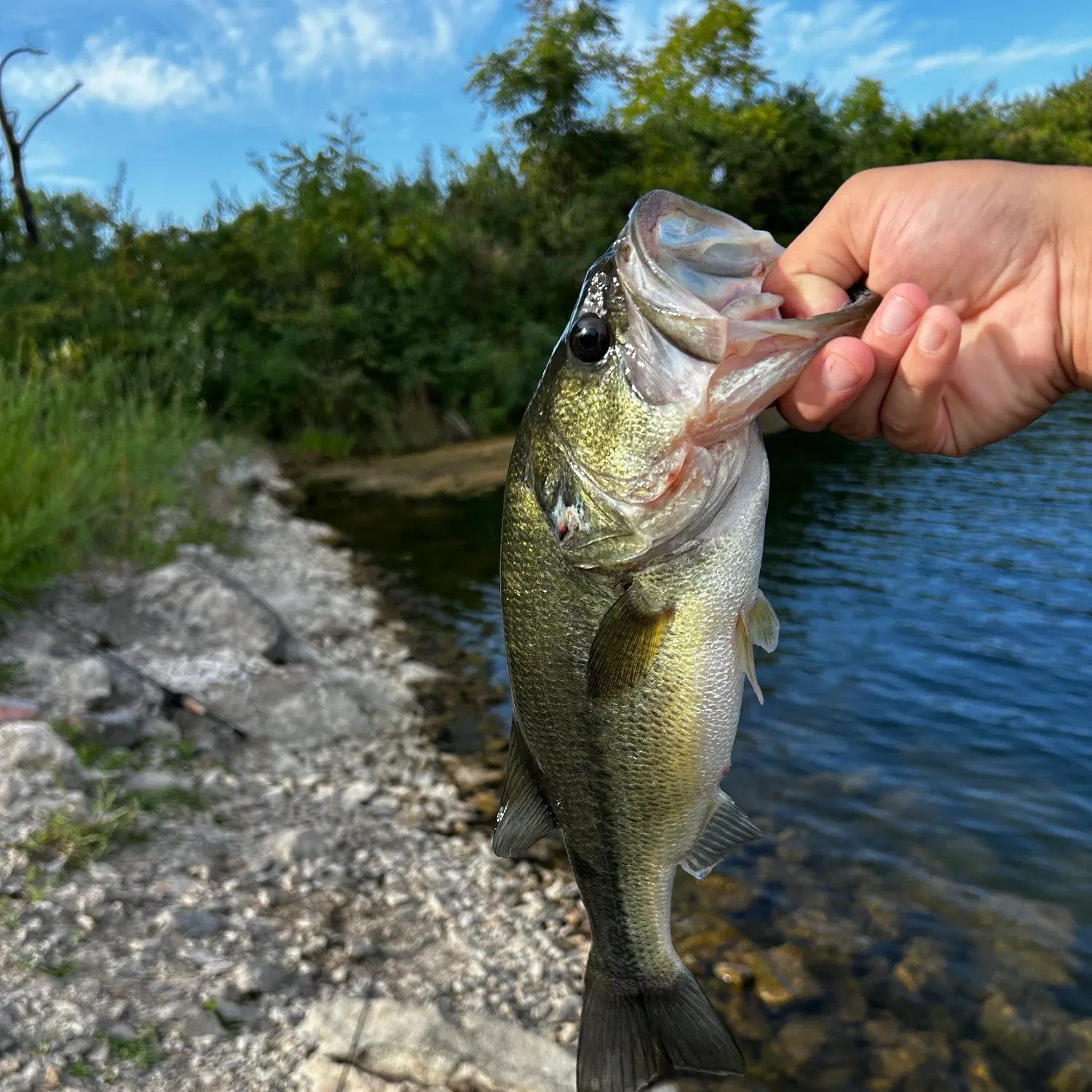 Largemouth bass caught on Fishbrain
