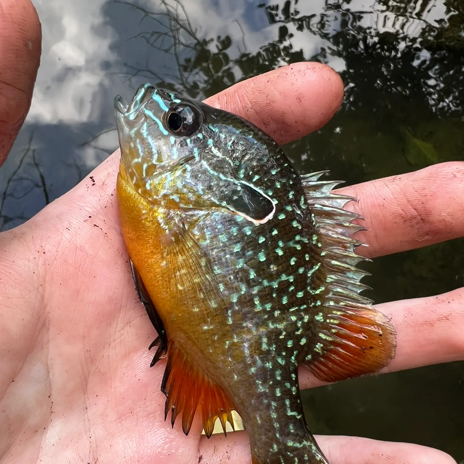 Swampland longear sunfish caught on Fishbrain