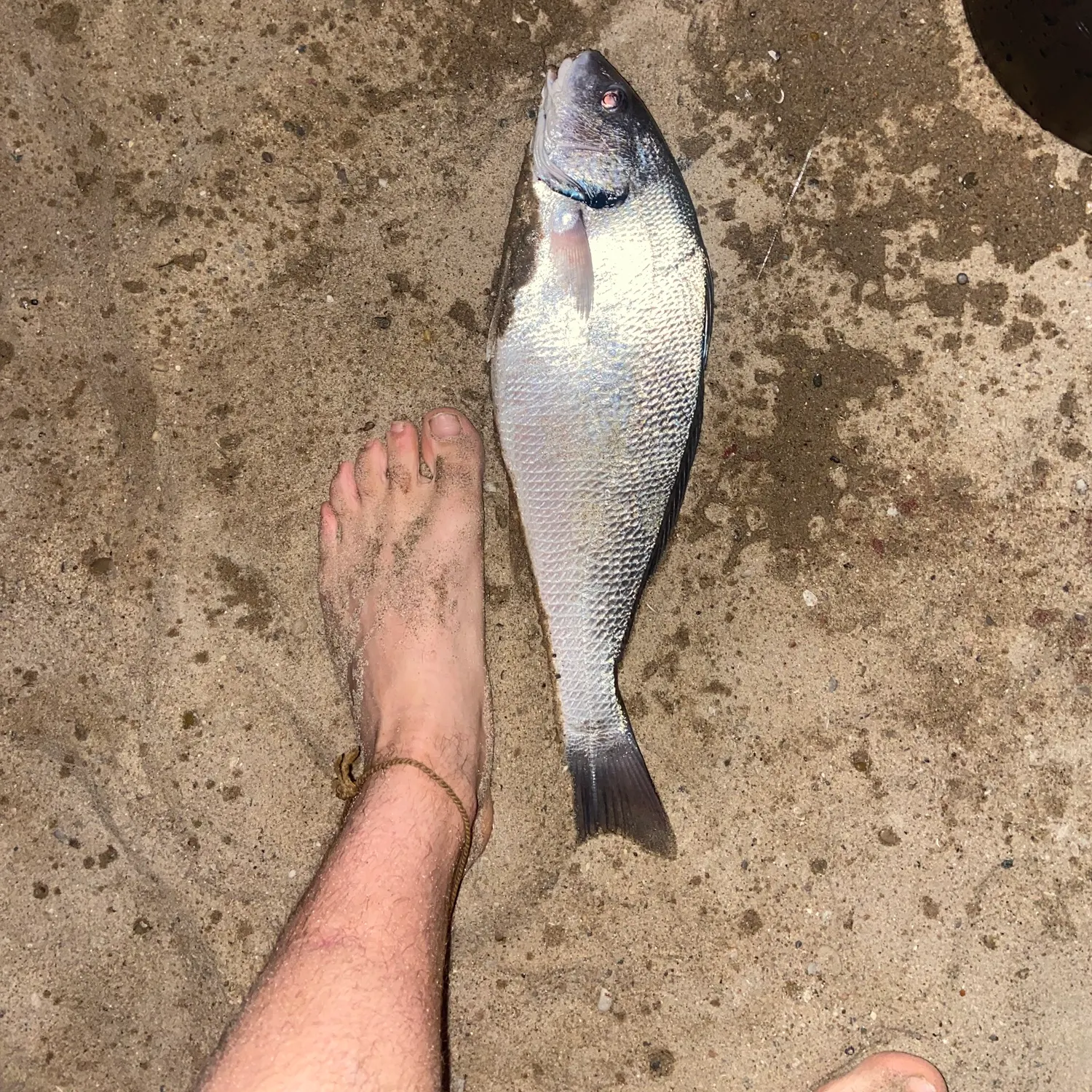 The most recent Cassava croaker catches on Fishbrain