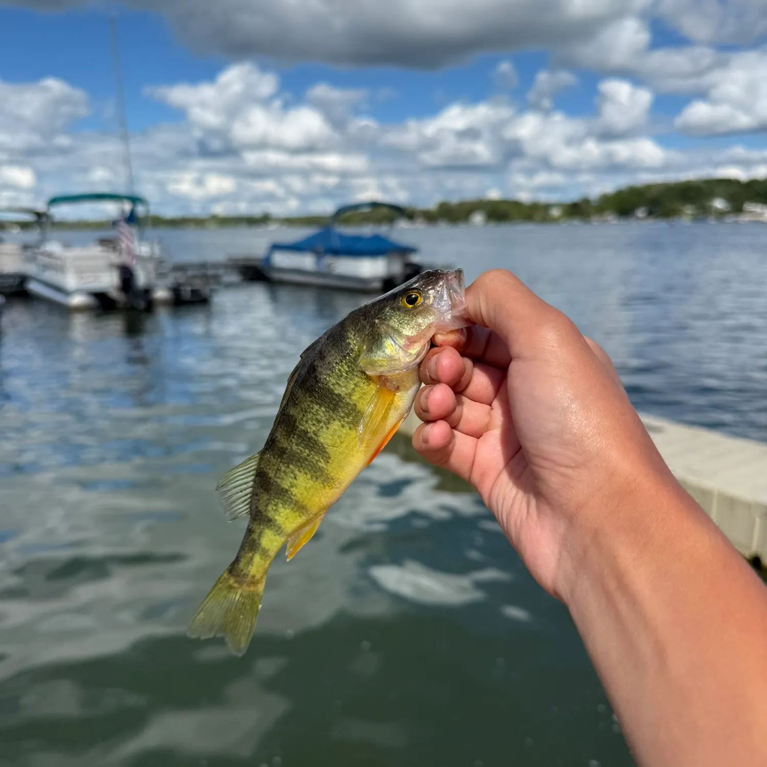 Yellow perch caught on Fishbrain