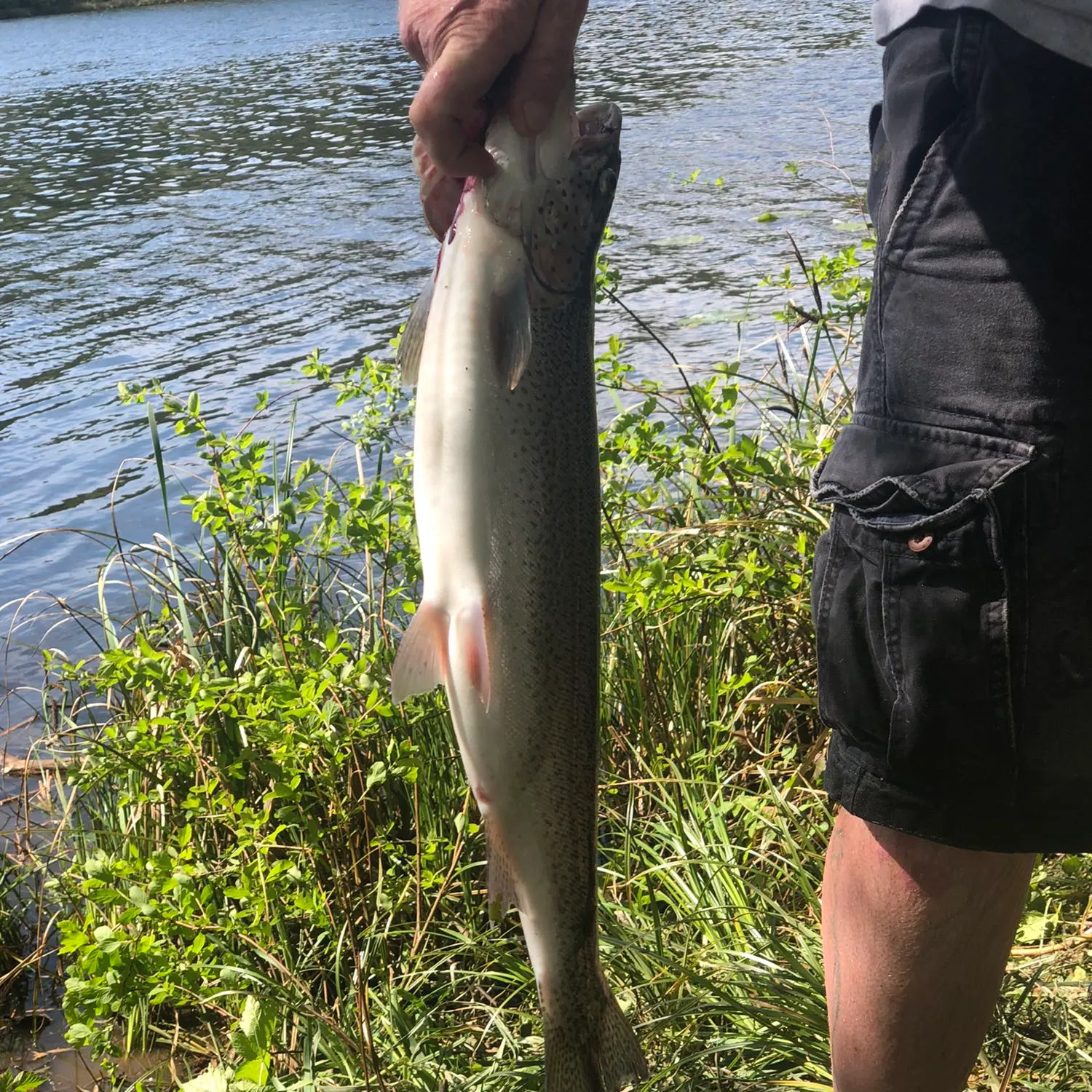 ᐅ Failor Lake fishing reports🎣• Humptulips, WA (United States) fishing