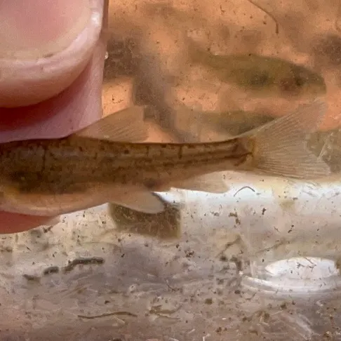 The most recent Desert sucker catches on Fishbrain