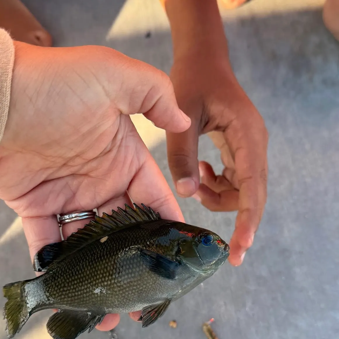 The most recent Opaleye catches on Fishbrain