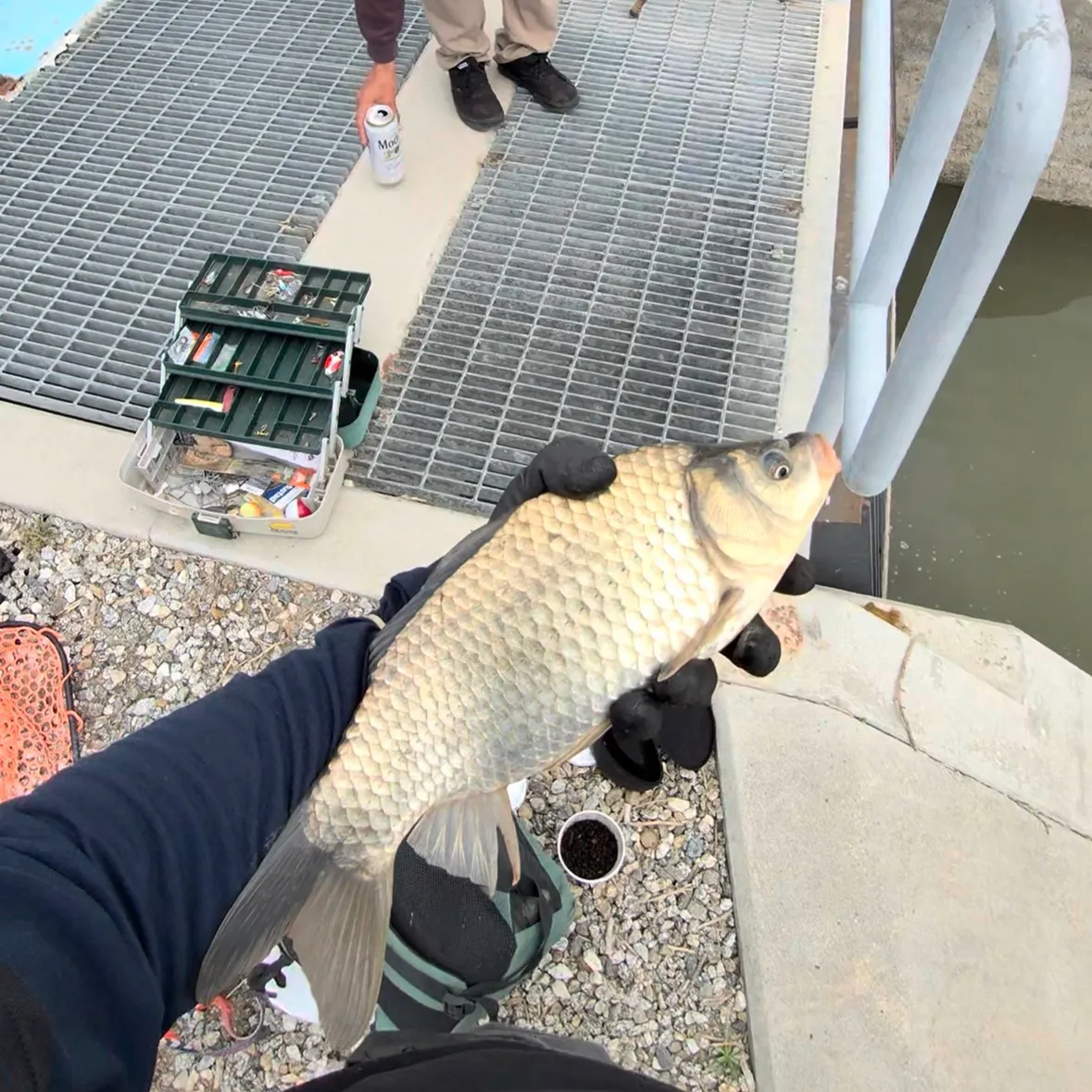 The most recent Ghost carp catches on Fishbrain