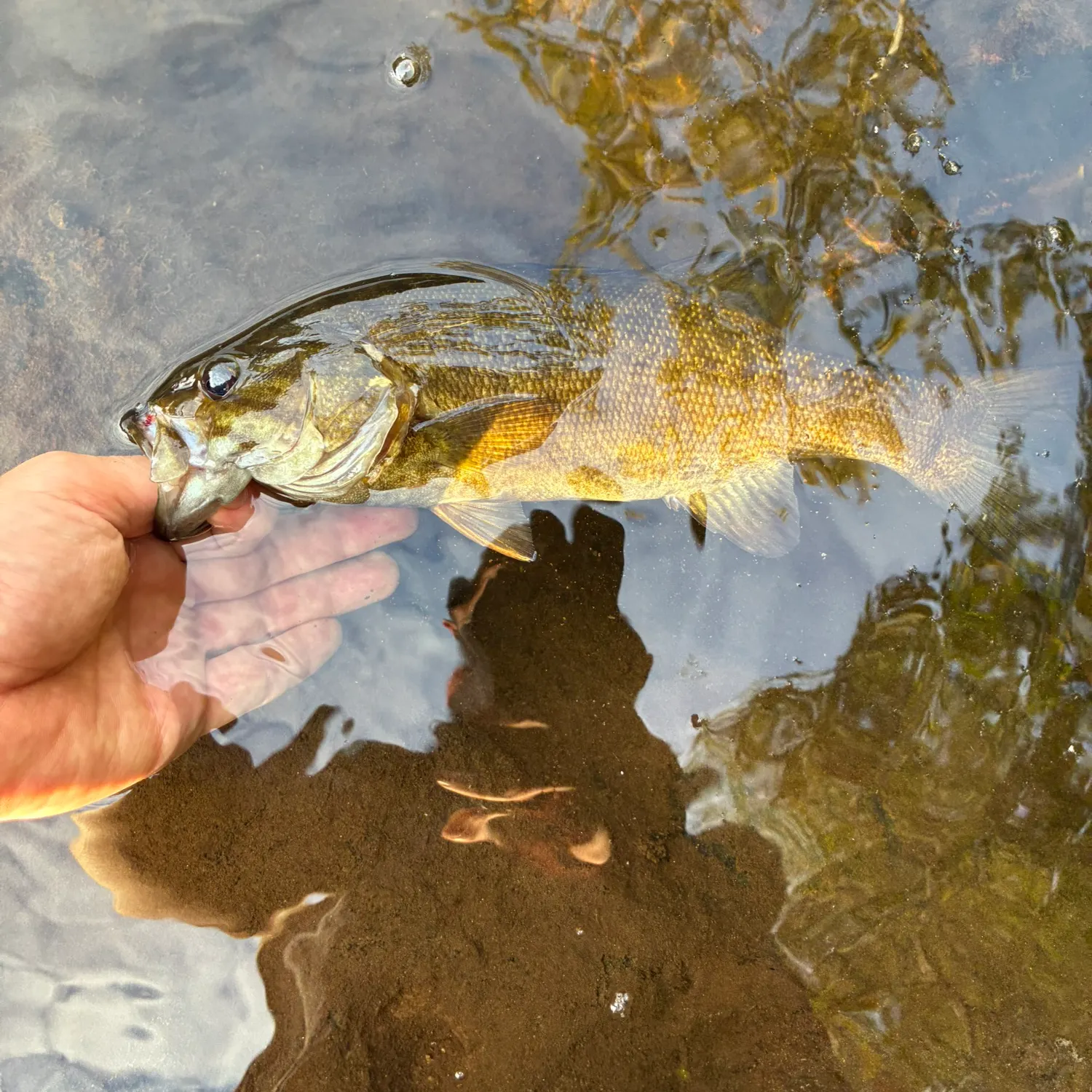 Smallmouth bass caught on Fishbrain