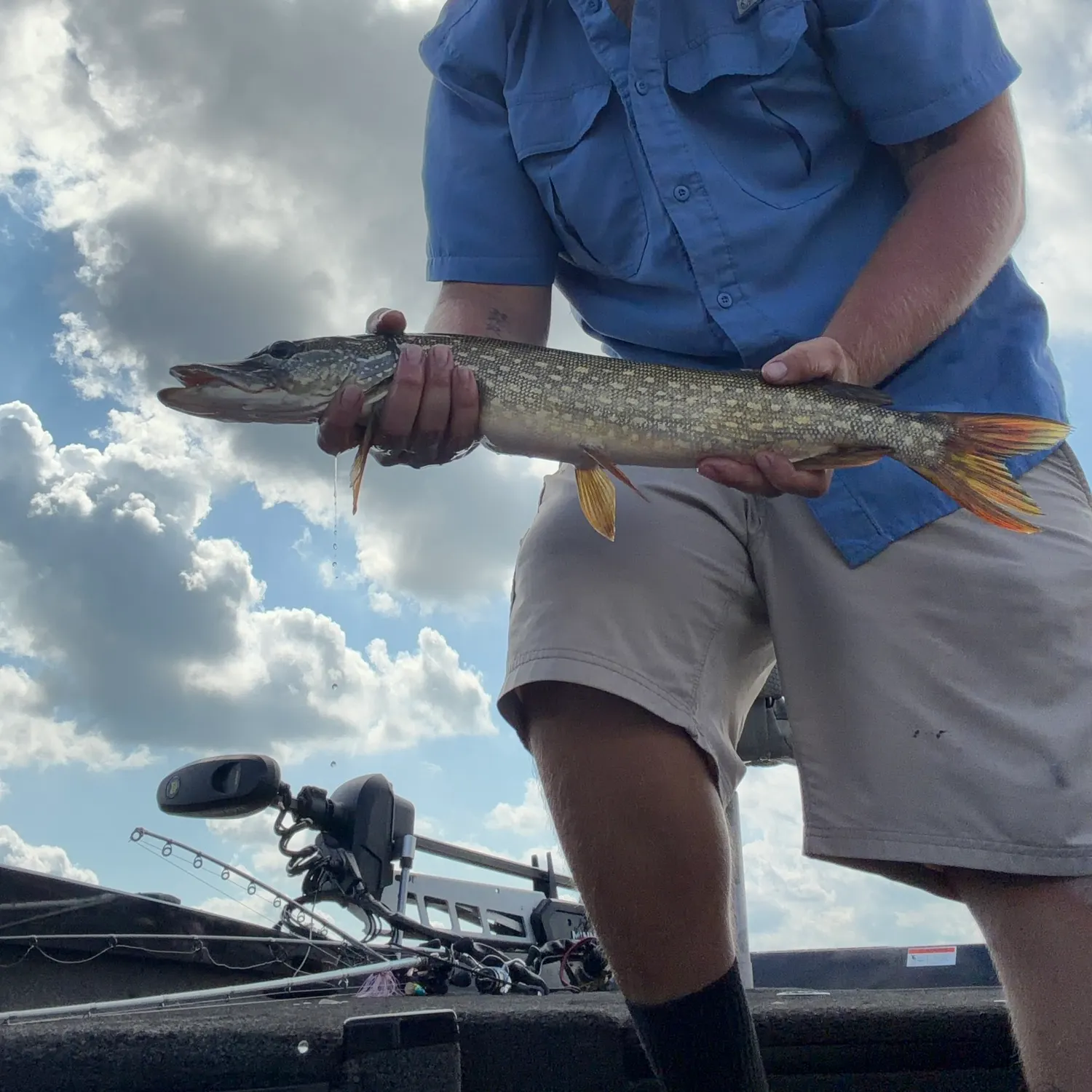 Northern pike caught on Fishbrain