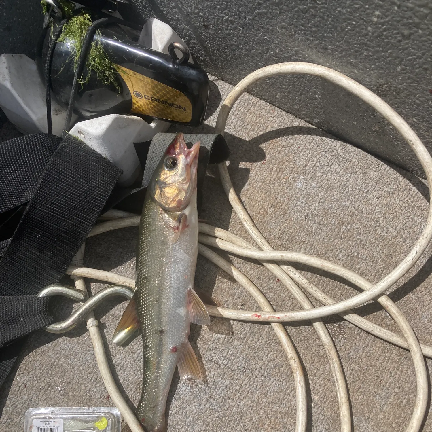 The most recent Umpqua pikeminnow catches on Fishbrain