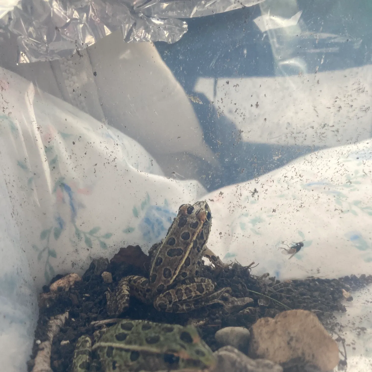 Northern leopard frog caught on Fishbrain