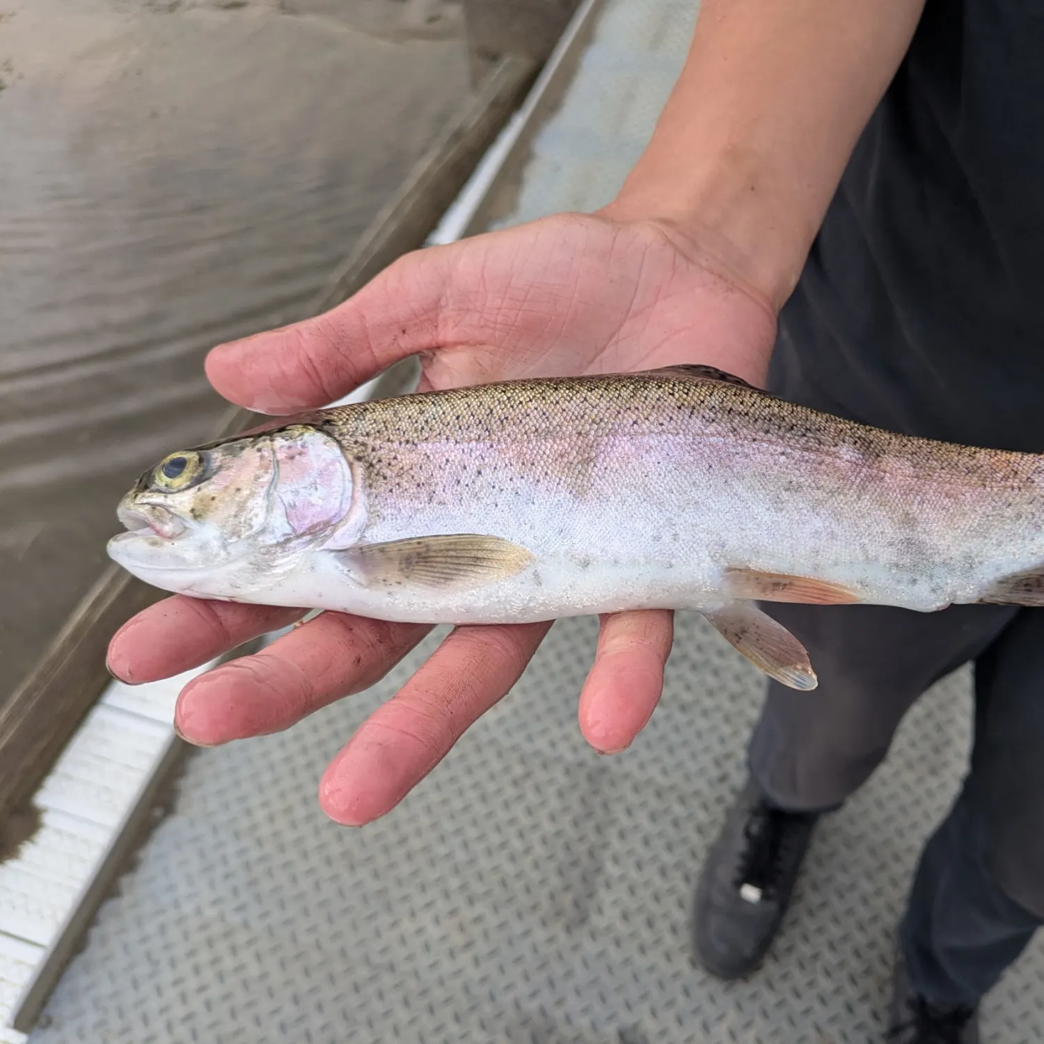 Rainbow trout caught on Fishbrain