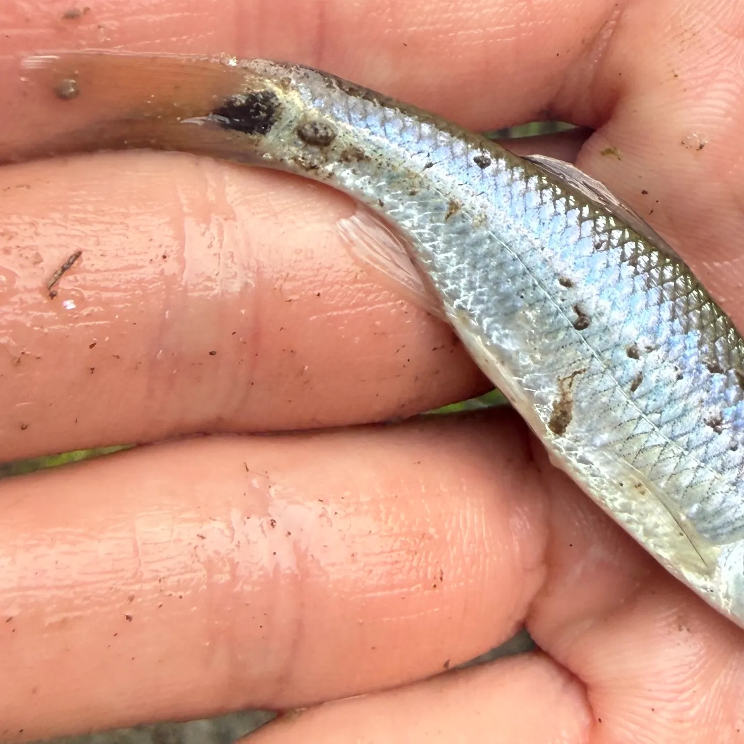 The most recent Western blacktail shiner catches on Fishbrain