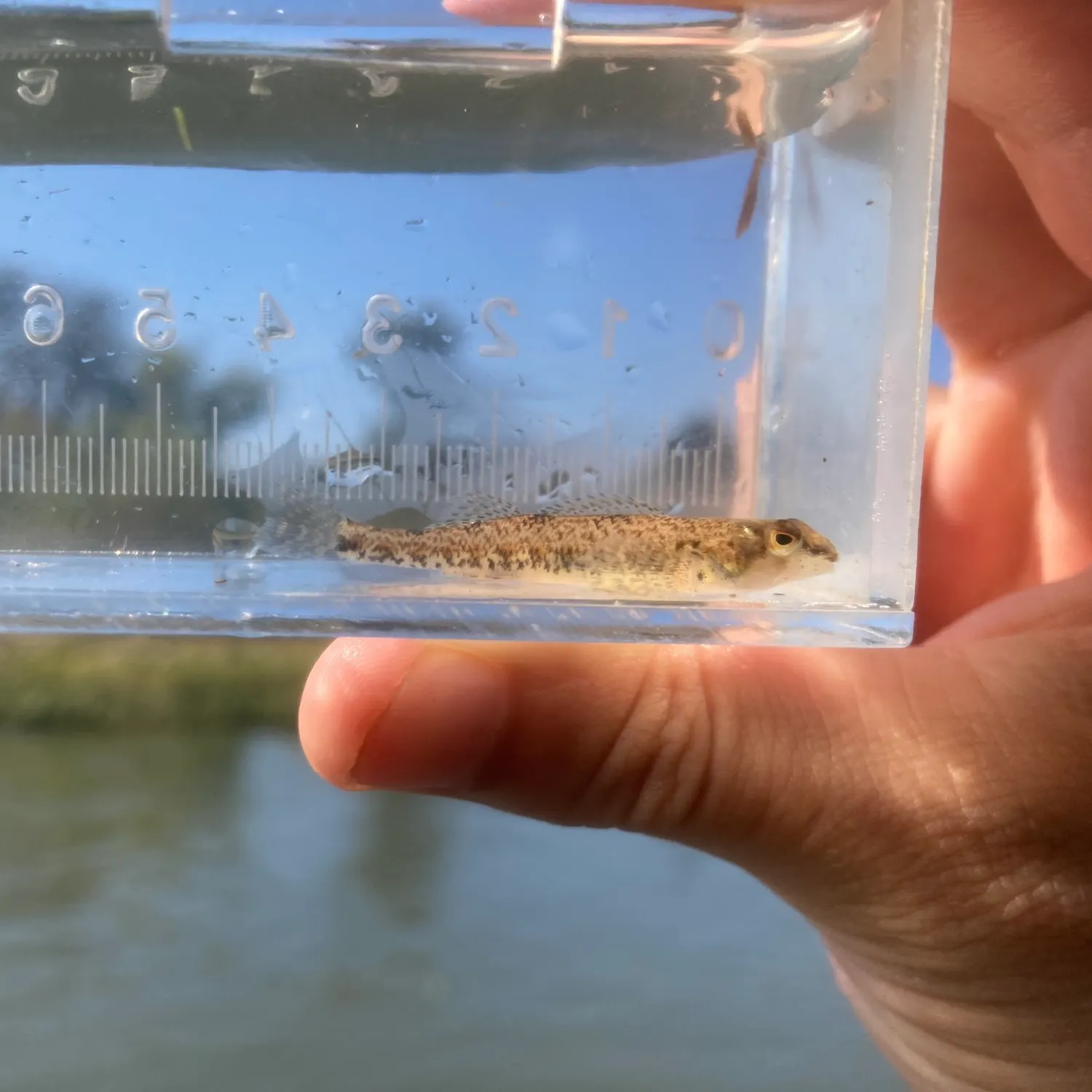 The most recent Blueside darter catches on Fishbrain