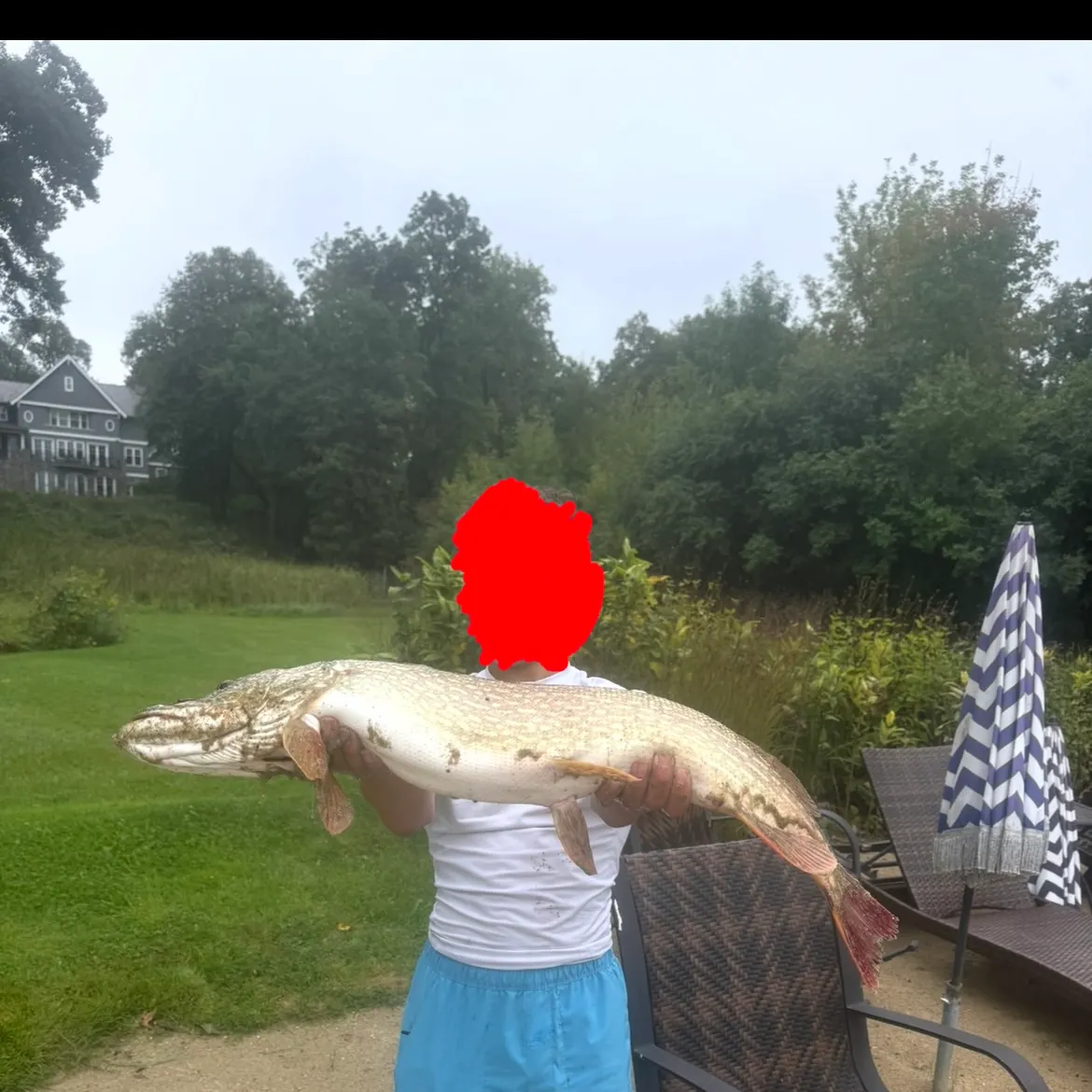 Northern pike caught on Fishbrain