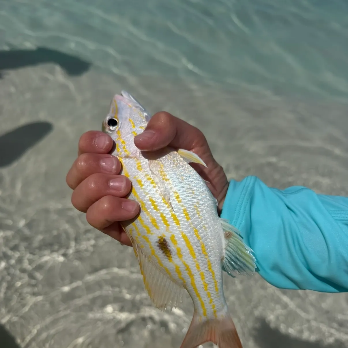 The most recent French grunt catches on Fishbrain