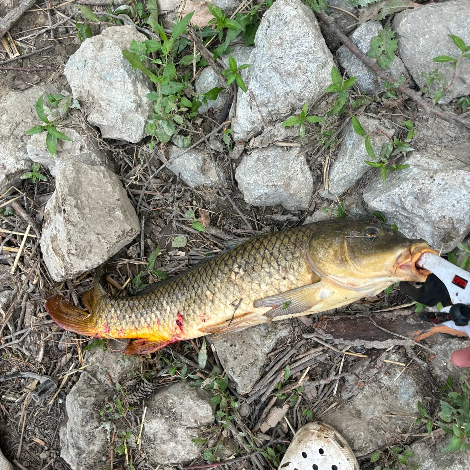 Common carp caught on Fishbrain