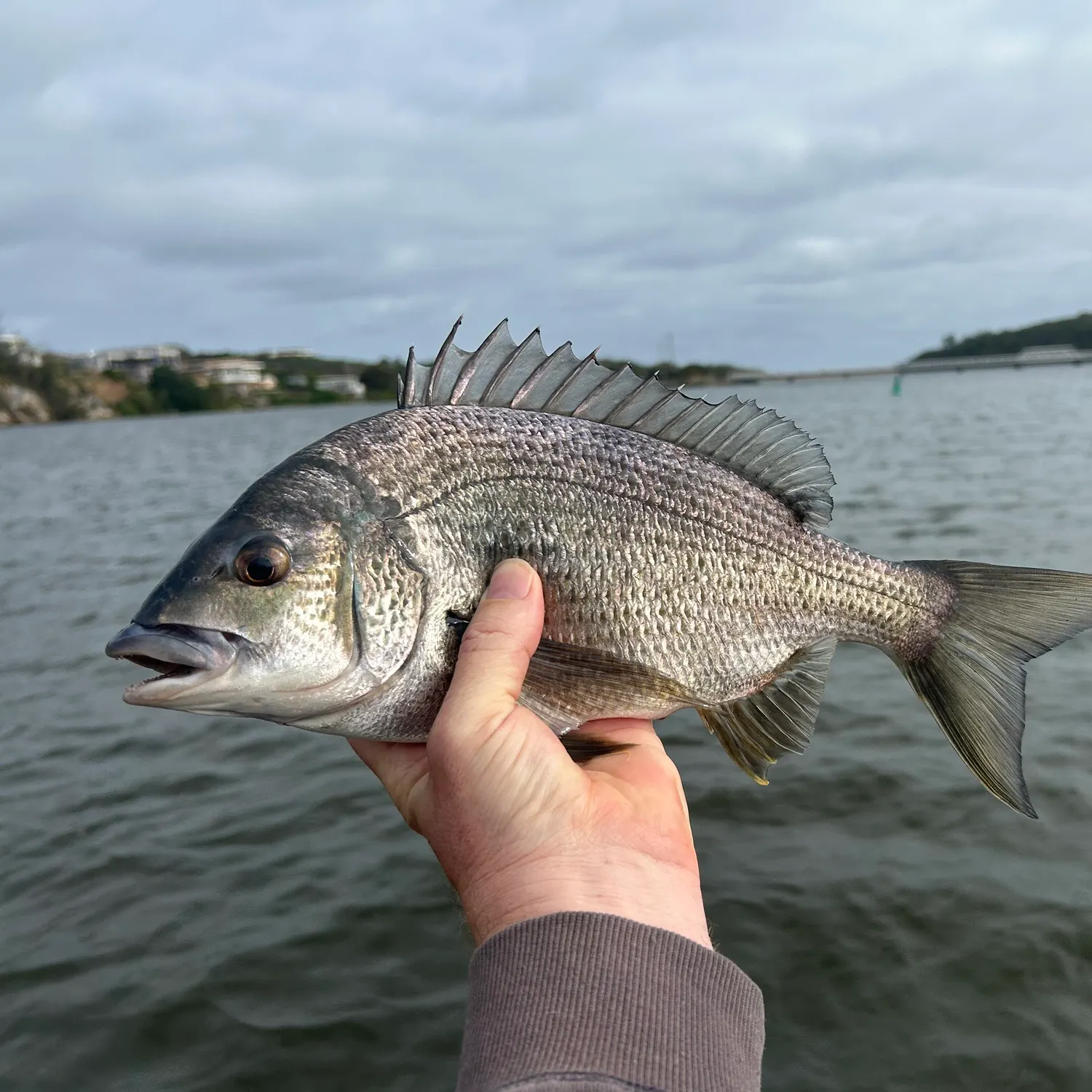 The most recent Southern black bream catches on Fishbrain