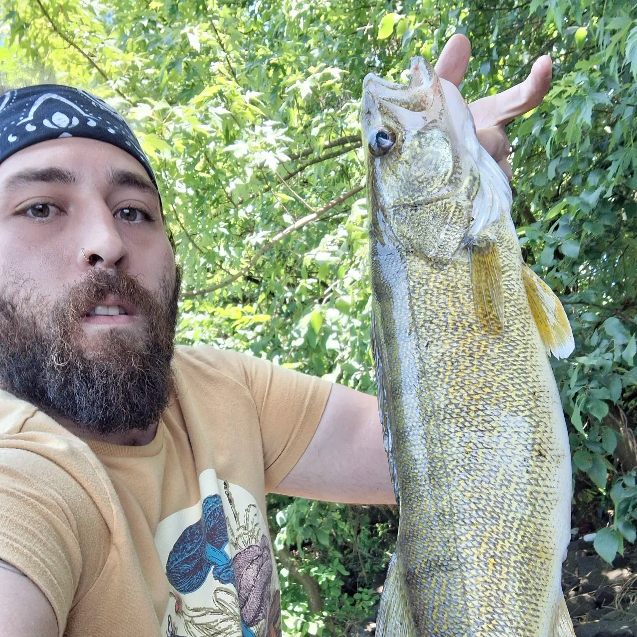 The most recent Walleye catches on Fishbrain