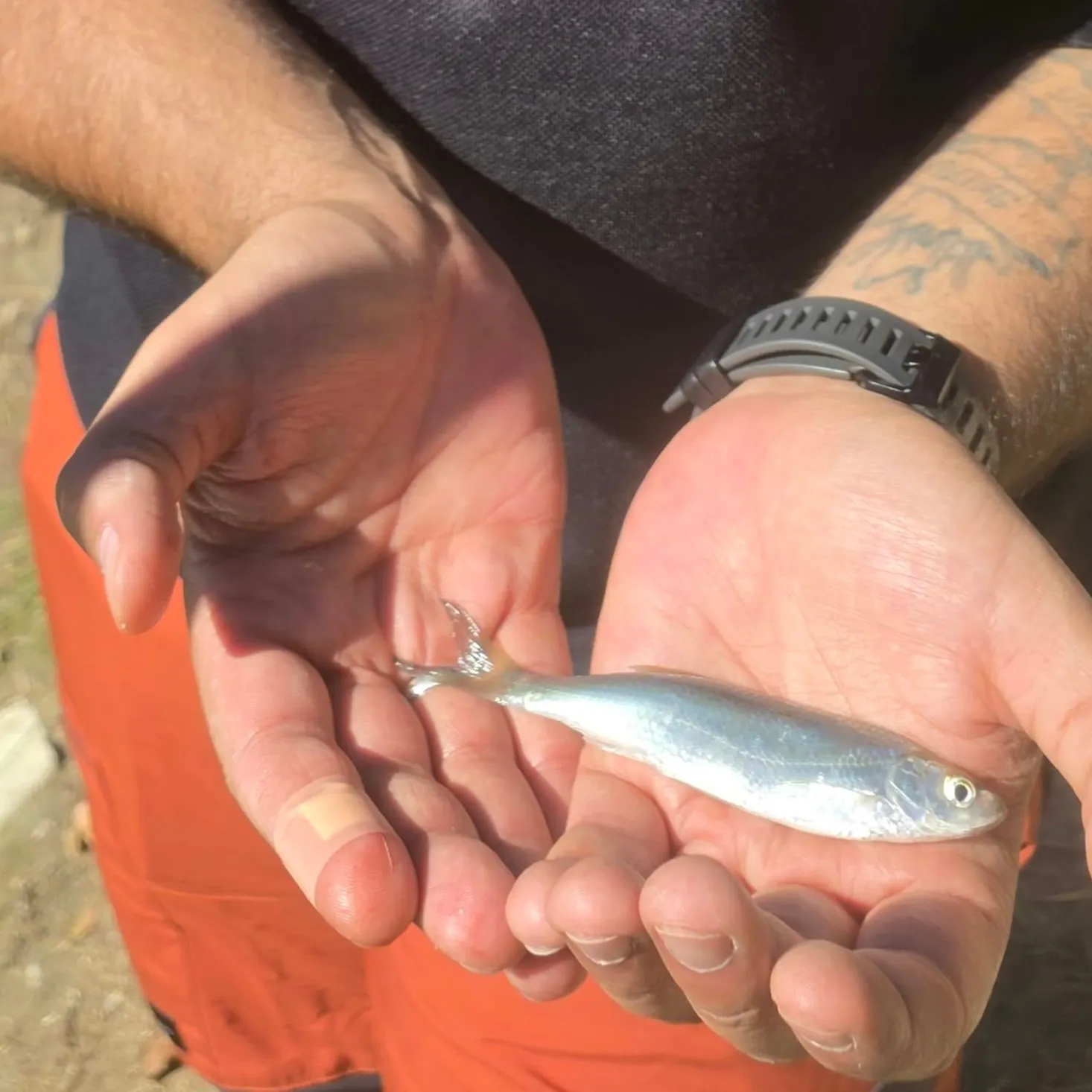 The most recent Common bleak catches on Fishbrain