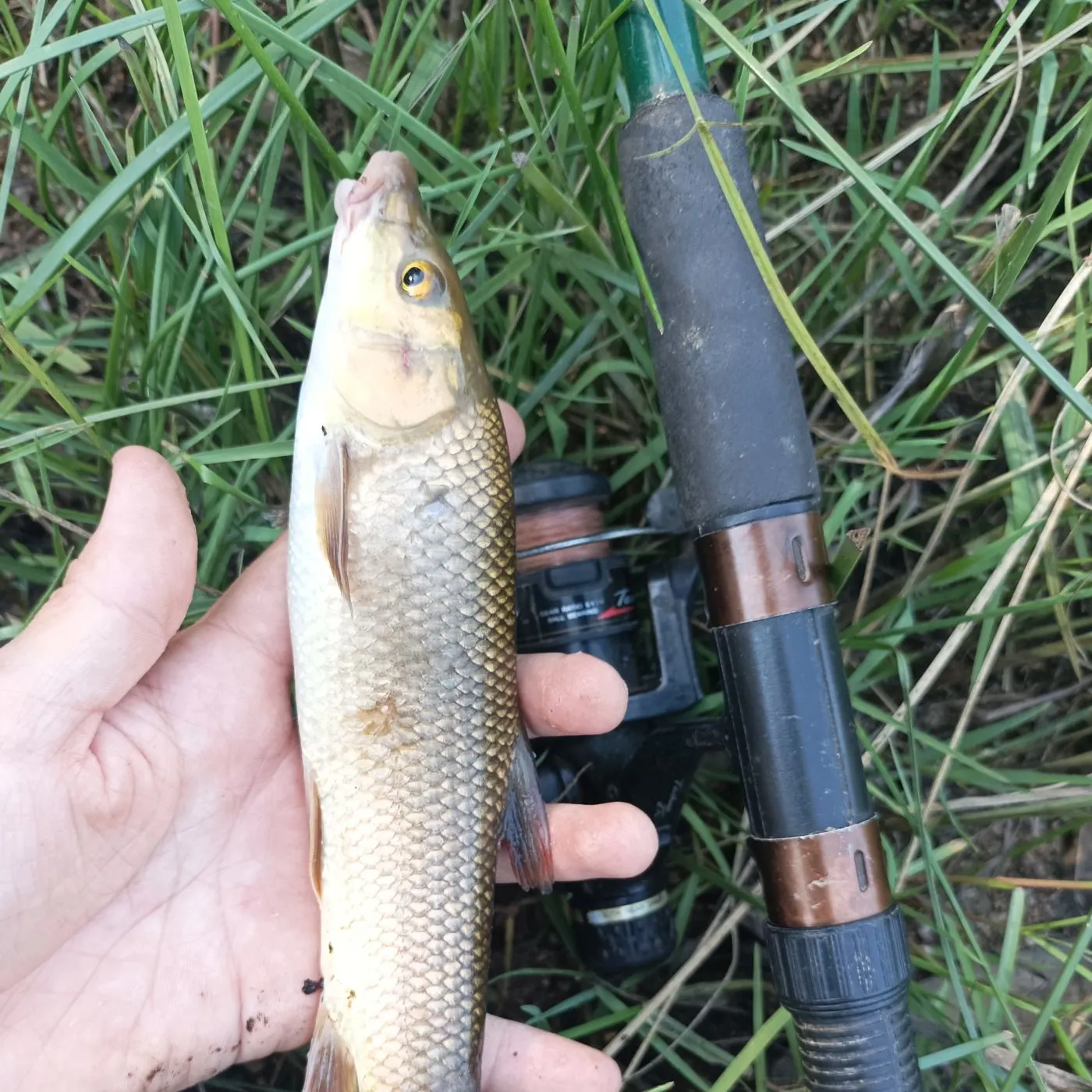 The most recent Iberian barbel catches on Fishbrain