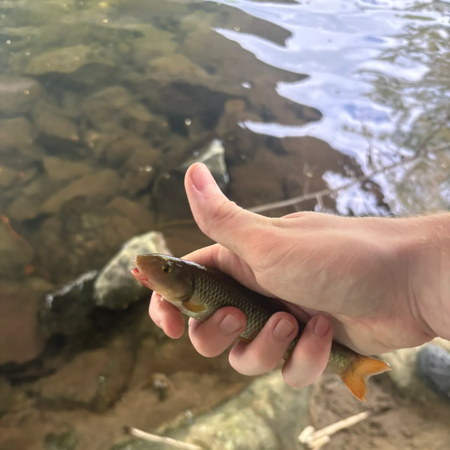The most recent River chub catches on Fishbrain