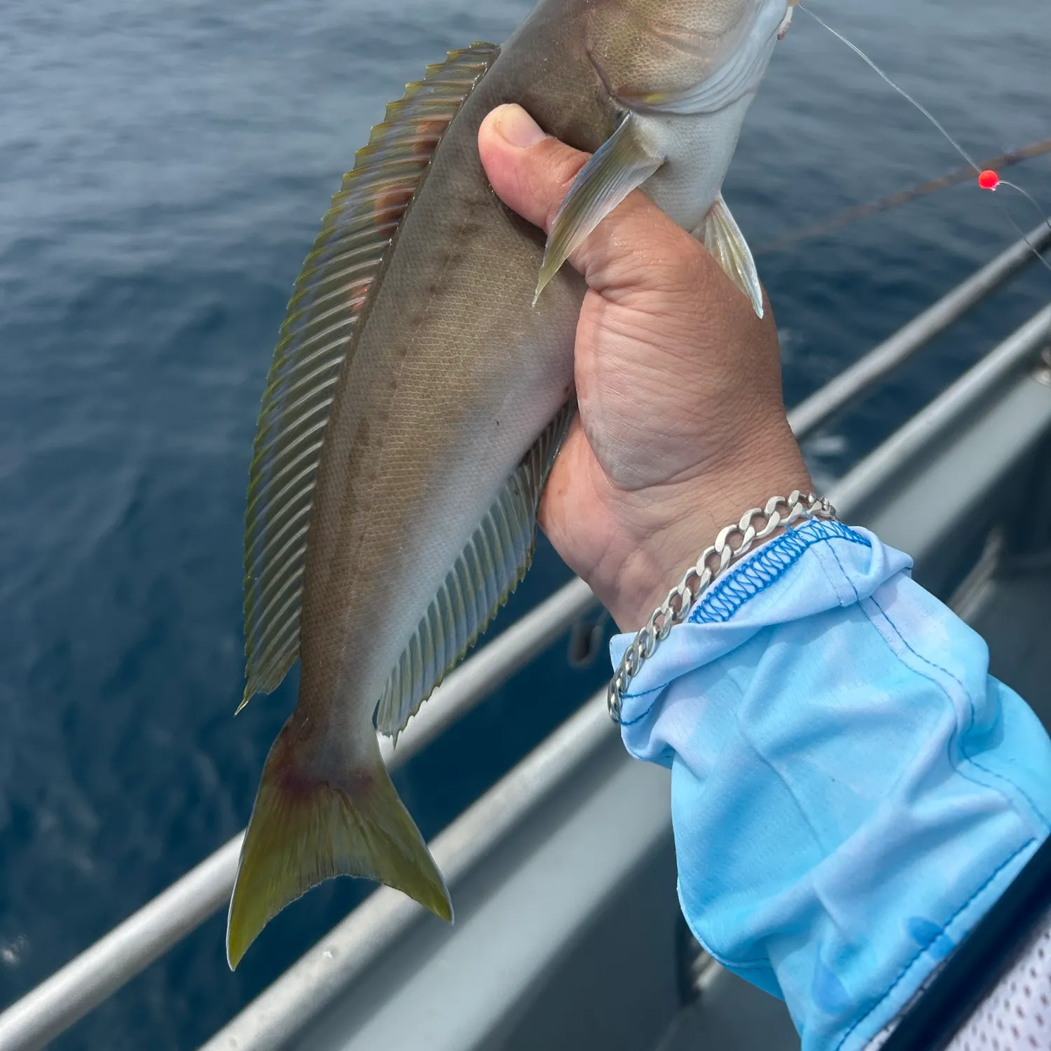 The most recent Ocean whitefish catches on Fishbrain