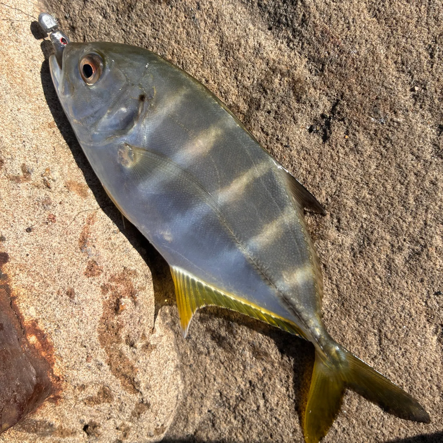 The most recent Bigeye trevally catches on Fishbrain