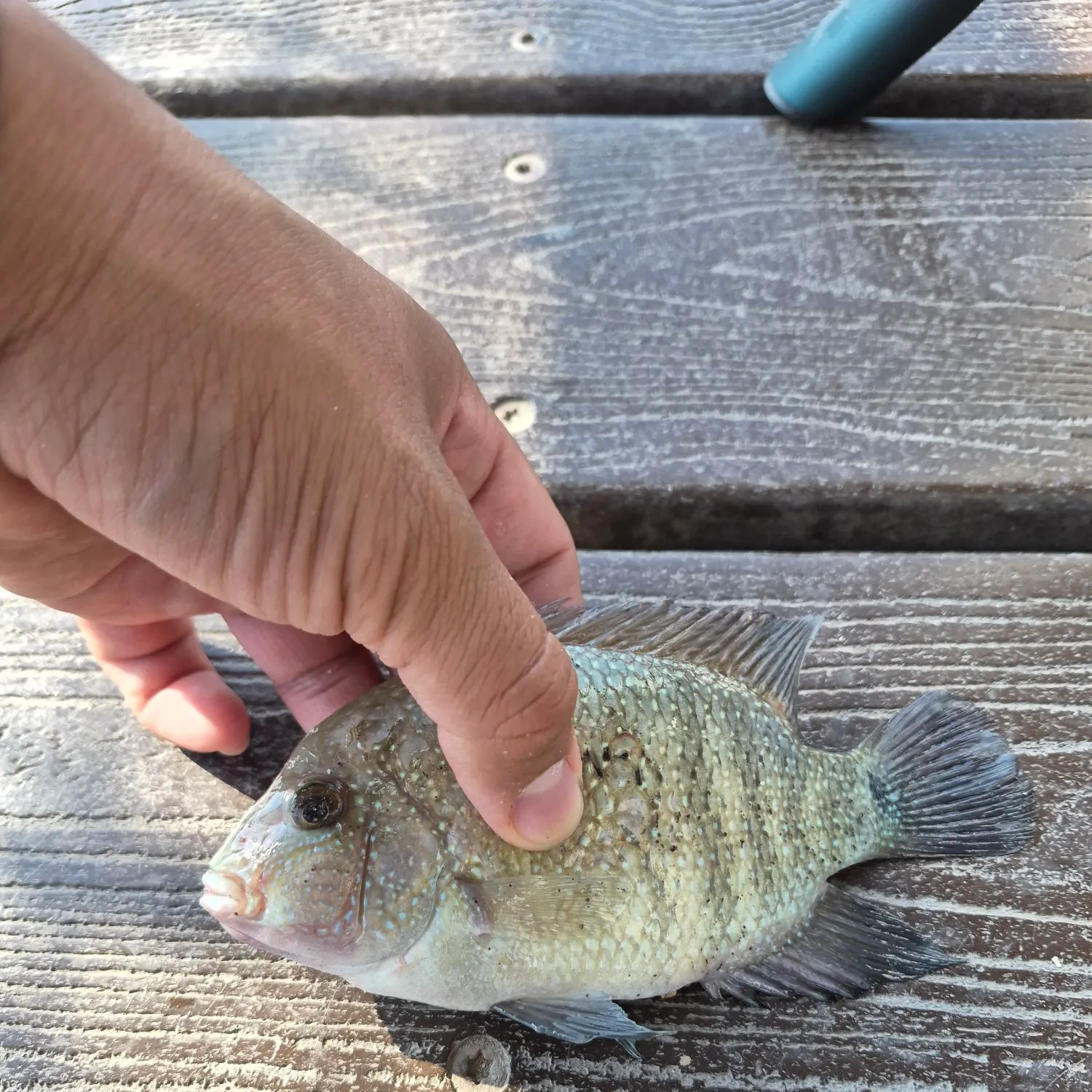 Rio Grande cichlid caught on Fishbrain