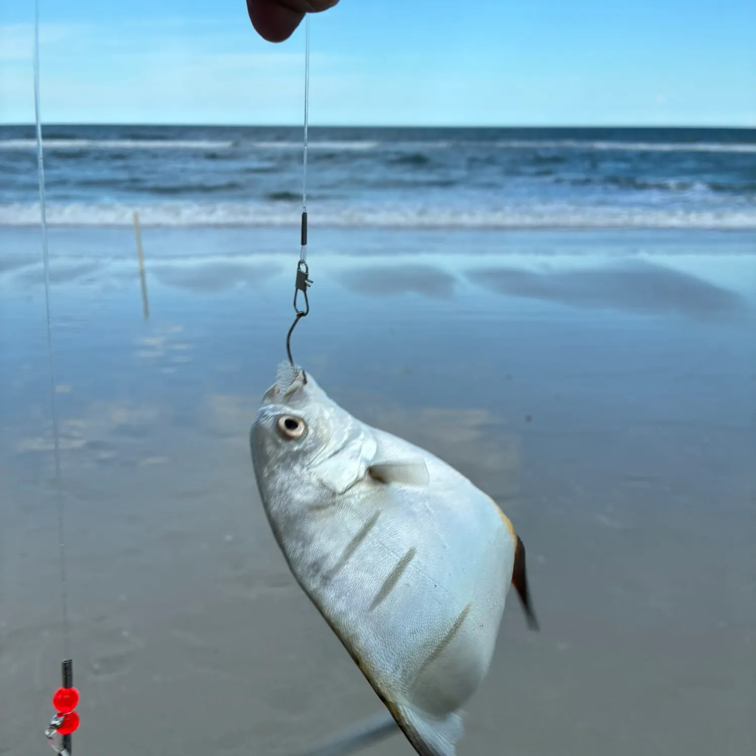 The most recent Gafftopsail pompano catches on Fishbrain