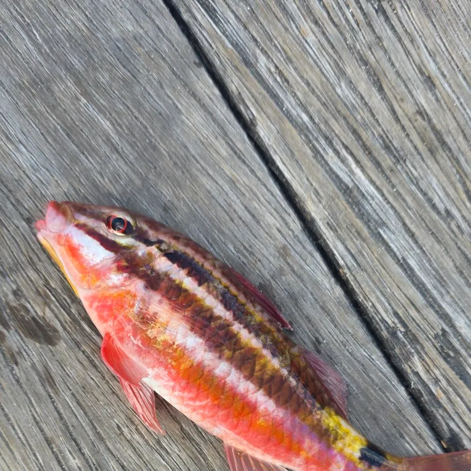 The most recent Manybar goatfish catches on Fishbrain