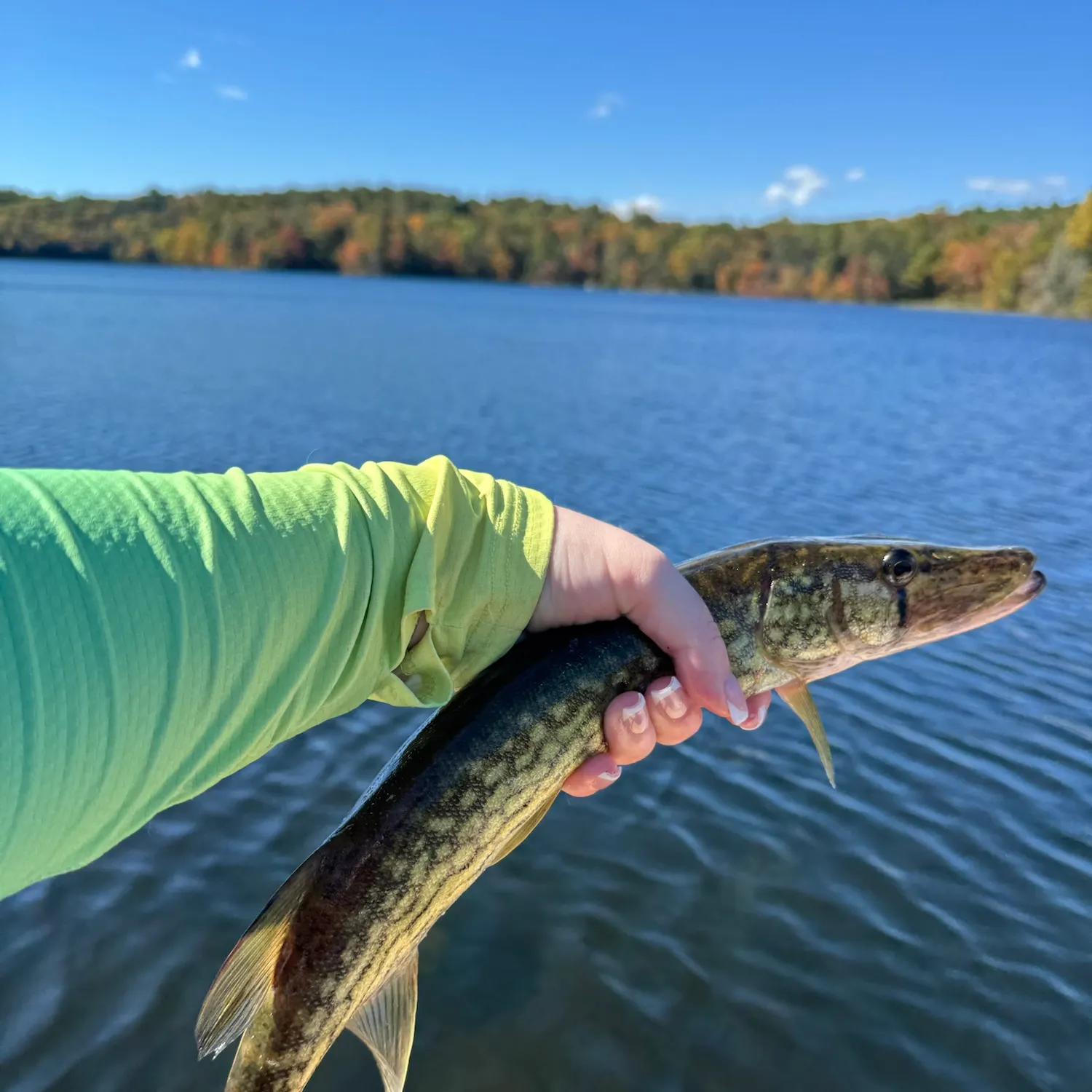 Chain pickerel caught on Fishbrain