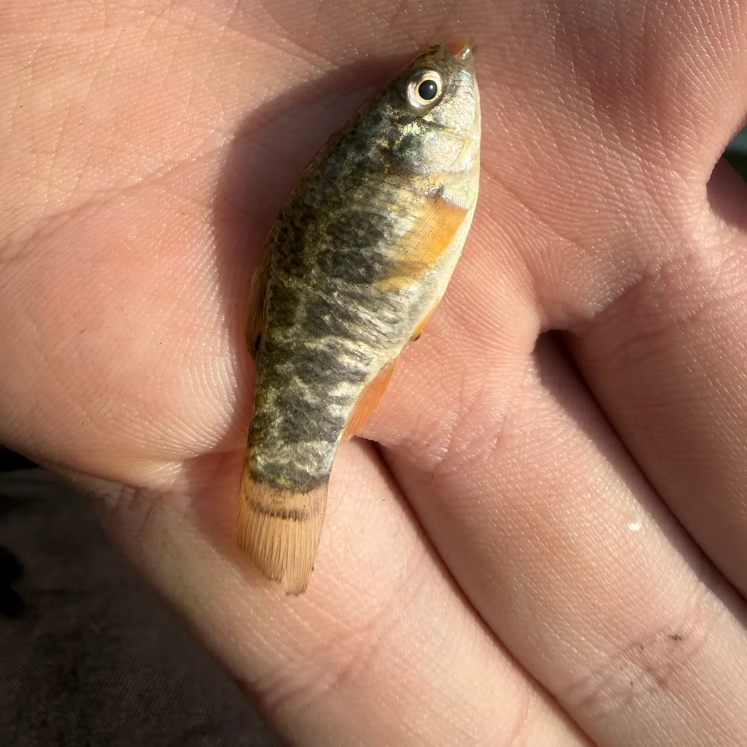 The most recent Sheepshead minnow catches on Fishbrain