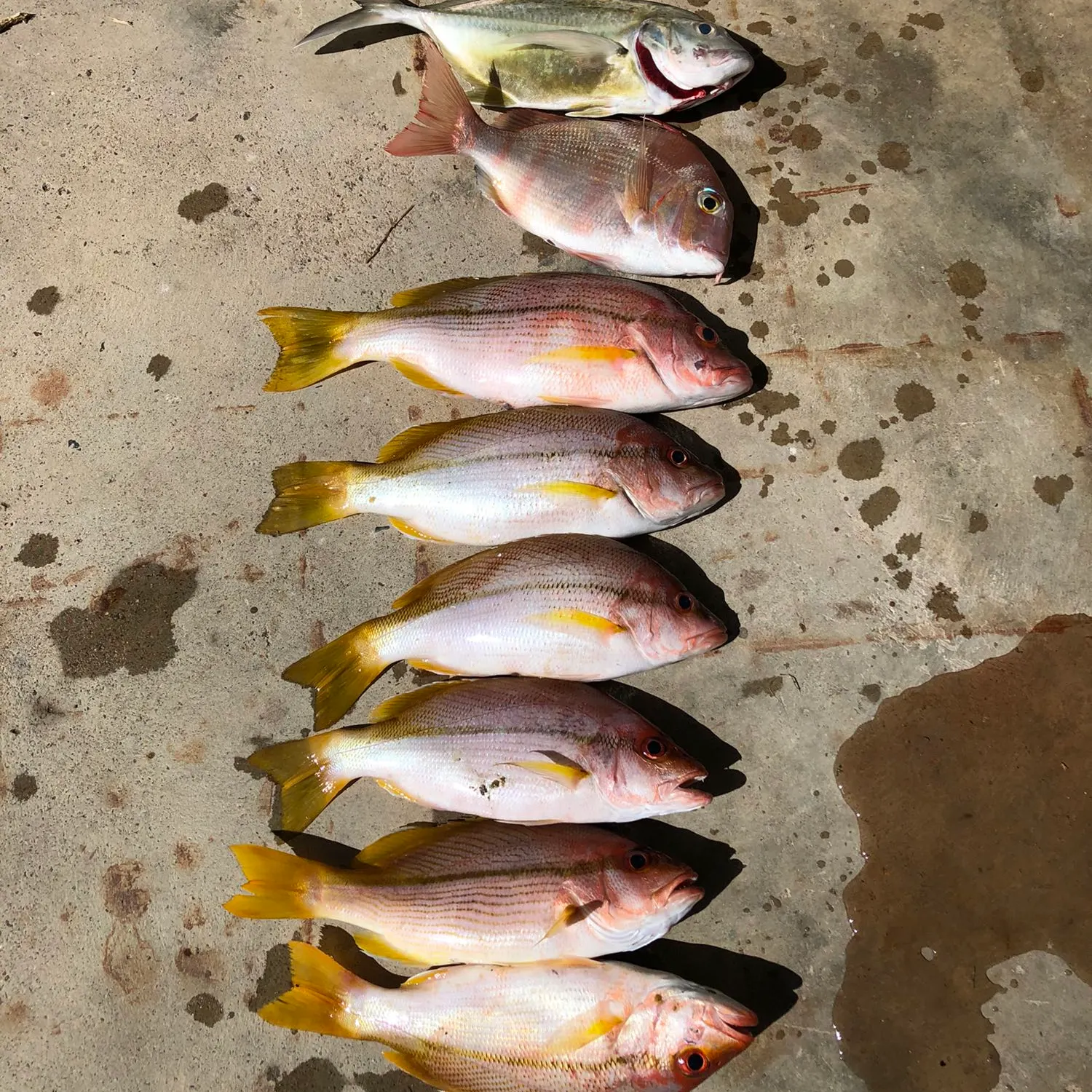 recently logged catches