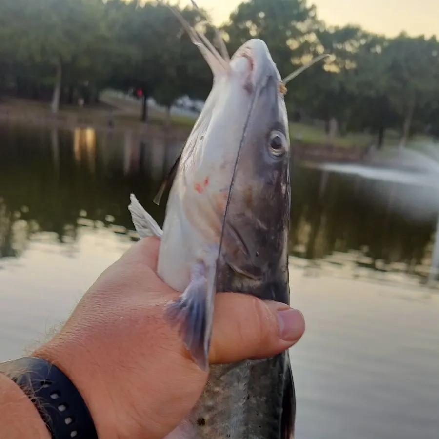 Channel catfish caught on Fishbrain