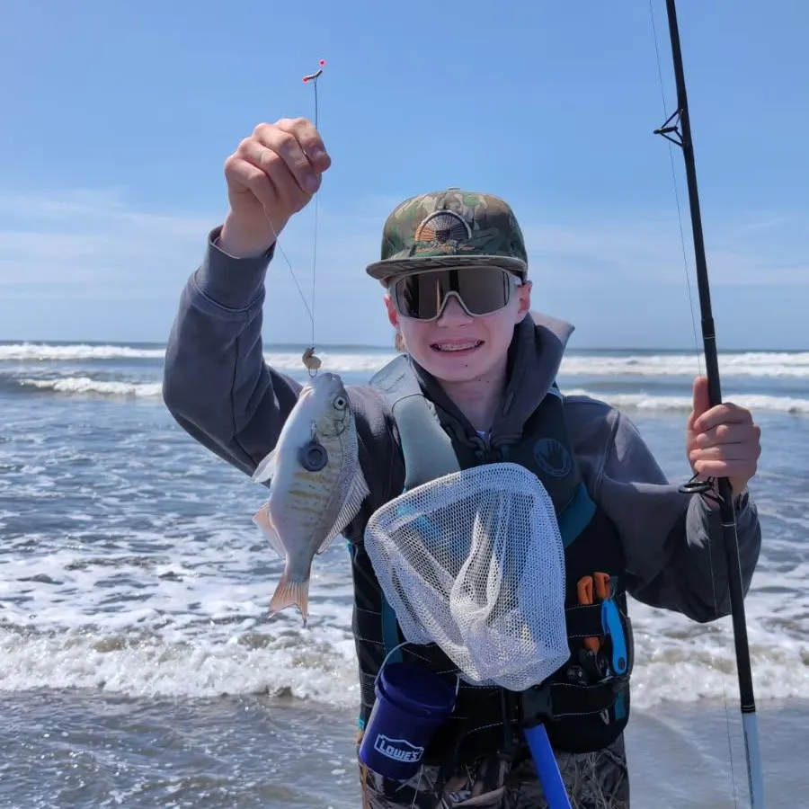 The most recent Redtail surfperch catches on Fishbrain